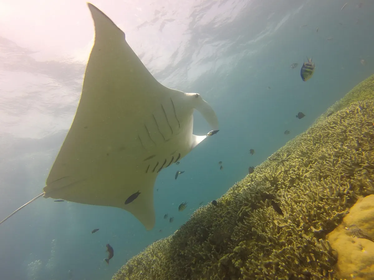 Diving with Reef Mantas: Seasonal Tips for the Maldives