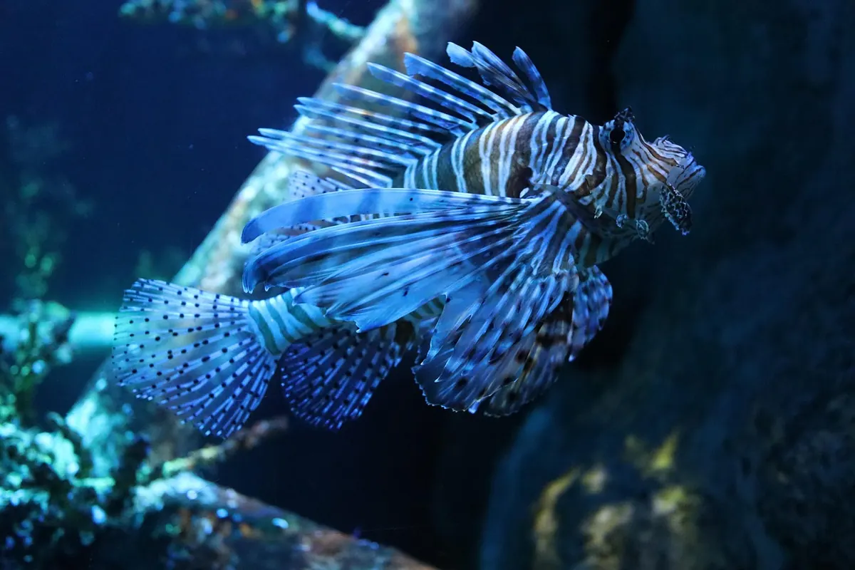 Nano Reef Tank Checklist: Essential Equipment and Weekly Tasks