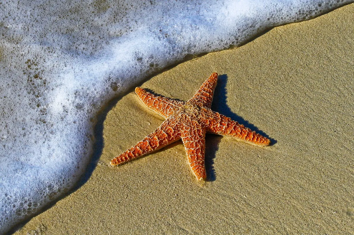 UK Coastal Marine Life: A Seasonal Guide to Rockpooling